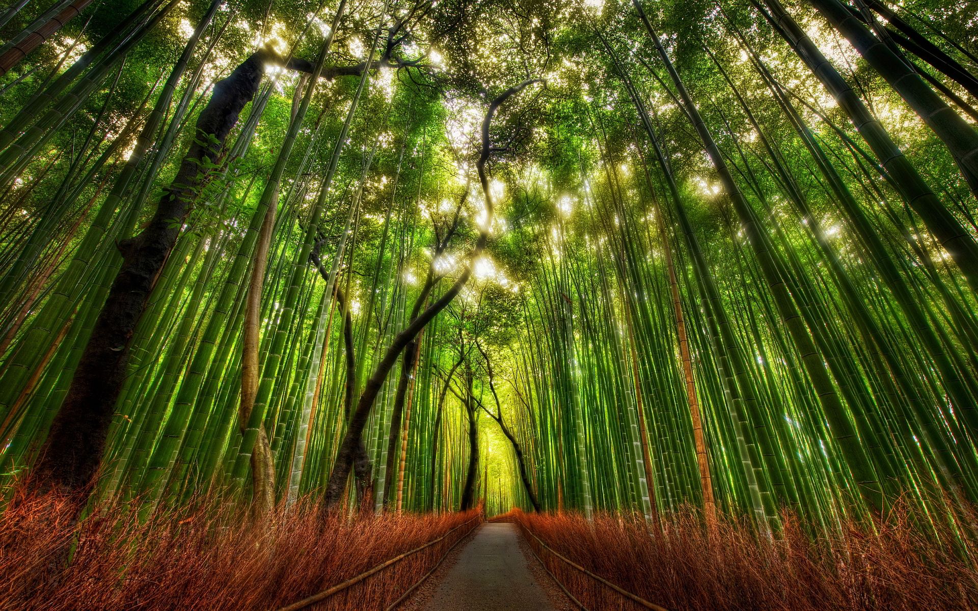 7036219-bamboo-forest-road.jpg
